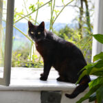 窓枠で光を浴びる黒猫