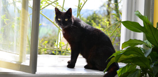 窓枠で光を浴びる黒猫