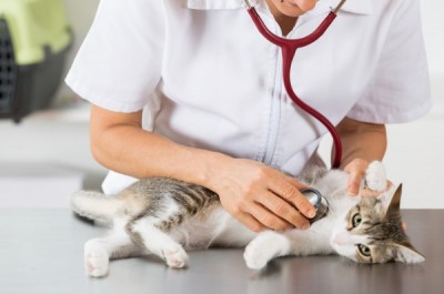 Veterinary by listening to a cat