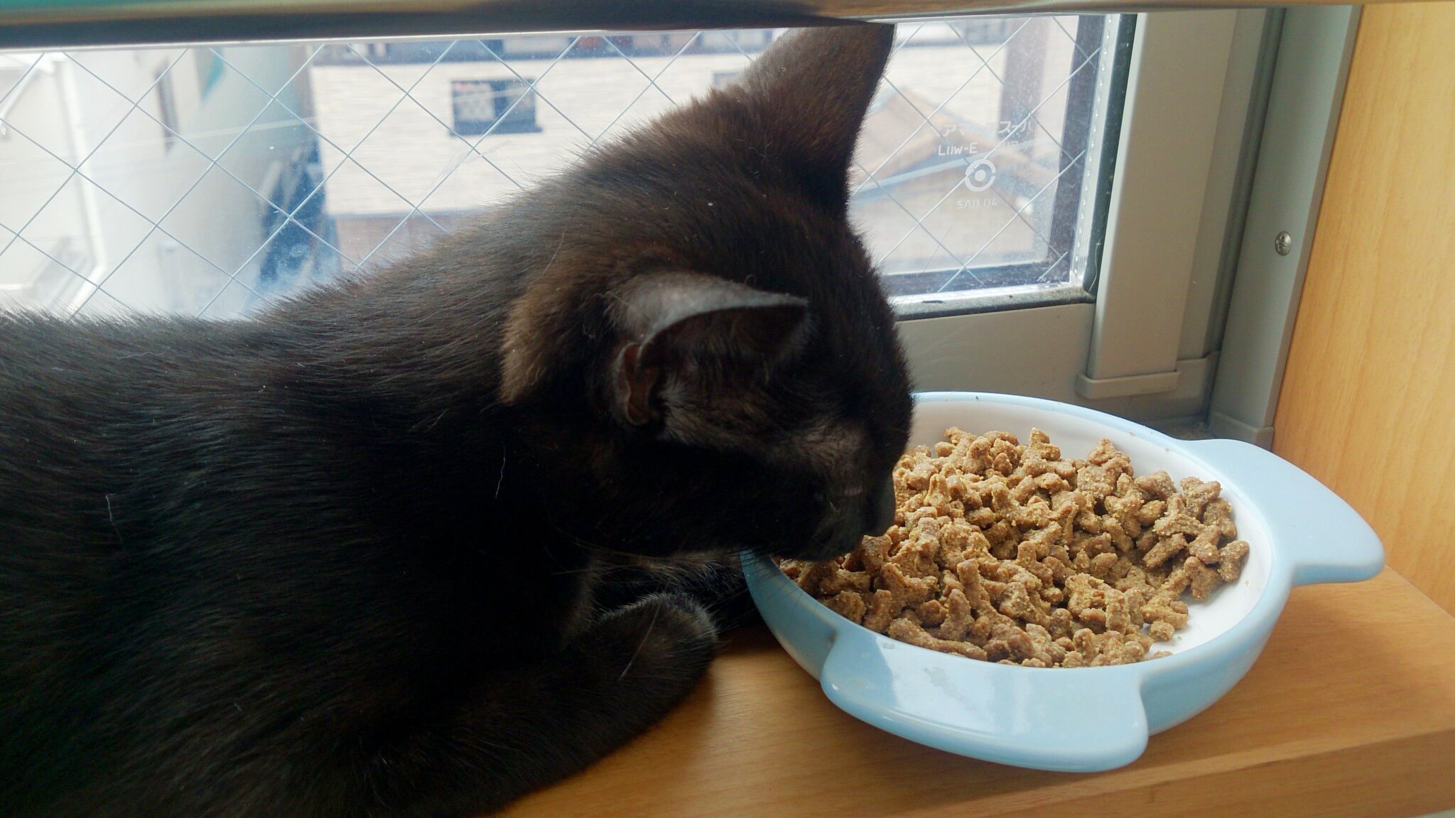 杏　3か月　メス　黒猫　食事